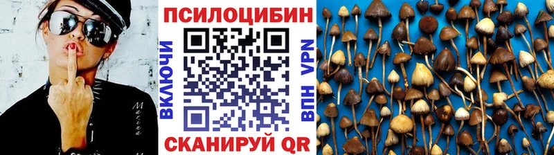 закладки  Высоцк  Галлюциногенные грибы Cubensis 
